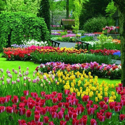 Нідерланди - Кекенхоф 1